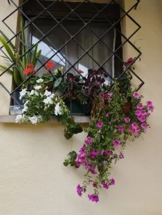 Foto 14 - Fotos: Soria busca los balcones y ventanas mejor decoradas del Casco Viejo y de San Pedro