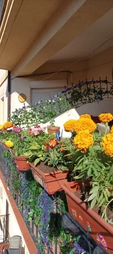 Foto 5 - Fotos: Soria busca los balcones y ventanas mejor decoradas del Casco Viejo y de San Pedro