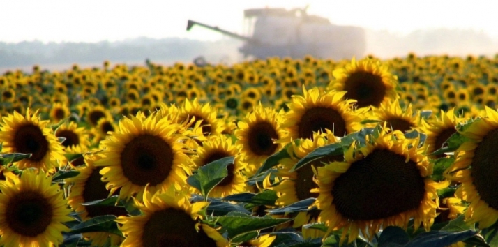 Asaja Soria pide a la AEG que deje de contaminar el mercado del girasol en España