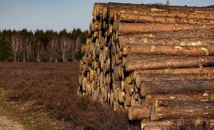 La Junta adjudica en 856.000 euros un total de 14 lotes de madera en Soria