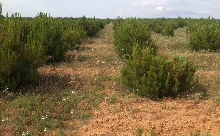 Castilla y León destina 7 M&euro; a las ayudas a la reforestación y creación de superficies forestales