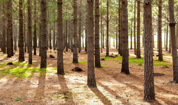 Cesefor consigue 5,5M&euro; para un proyecto que dará soluciones a pequeñas propiedades forestales