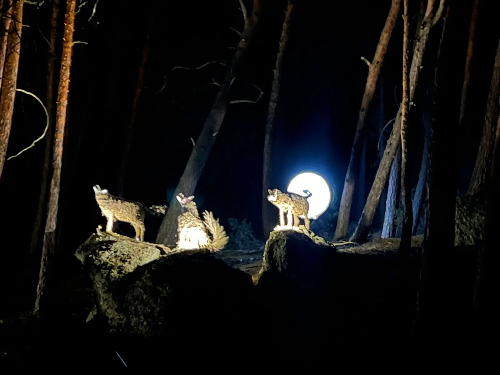 Foto 2 - San Leonardo vive una noche m&aacute;gica con un bosque que re&uacute;ne a 4.000 personas 