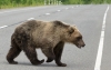 Un ejemplar de oso cruzando una calzada. 