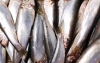 El pescado y concretamente las sardinas, protagonistas principales de esta edición.