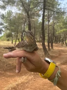 Una imagen del fin de semana en Fuentecantos. /AF