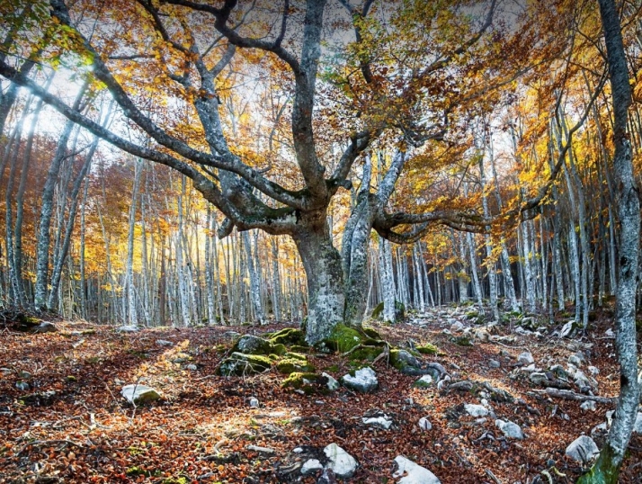 Naturaleza y fauna se aúnan en una exposición muy novedosa en El Royo
