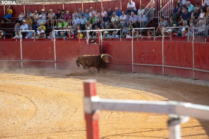 Novillada sin picadores - Berlanga de Duero 2023
