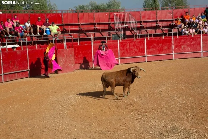 Novillada sin picadores - Berlanga de Duero 2023