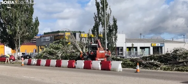 En im&aacute;genes, las obras de las traves&iacute;as comienzan con la tala de &aacute;rboles