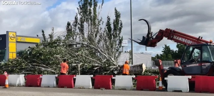 En im&aacute;genes, las obras de las traves&iacute;as comienzan con la tala de &aacute;rboles