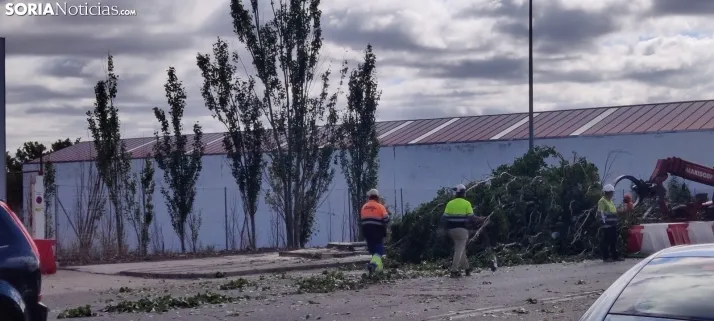 En im&aacute;genes, las obras de las traves&iacute;as comienzan con la tala de &aacute;rboles