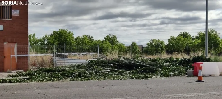 En im&aacute;genes, las obras de las traves&iacute;as comienzan con la tala de &aacute;rboles