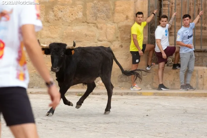 Encierro de reses bravas 2023 - Monteaguado