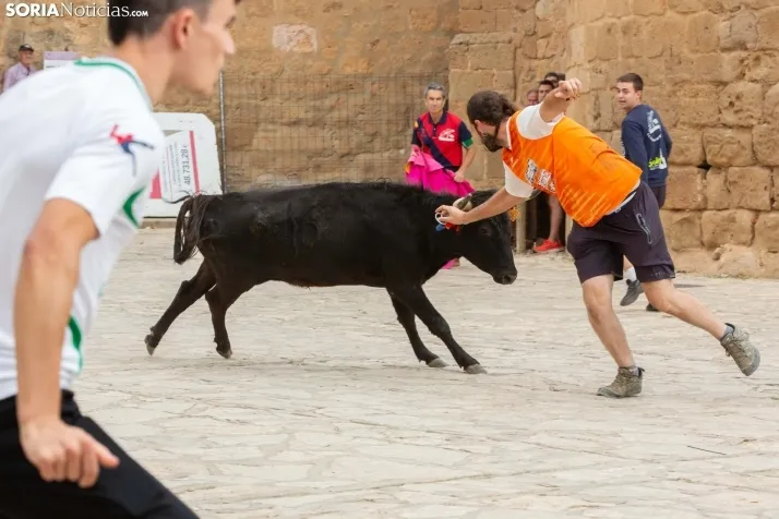 Encierro de reses bravas 2023 - Monteaguado