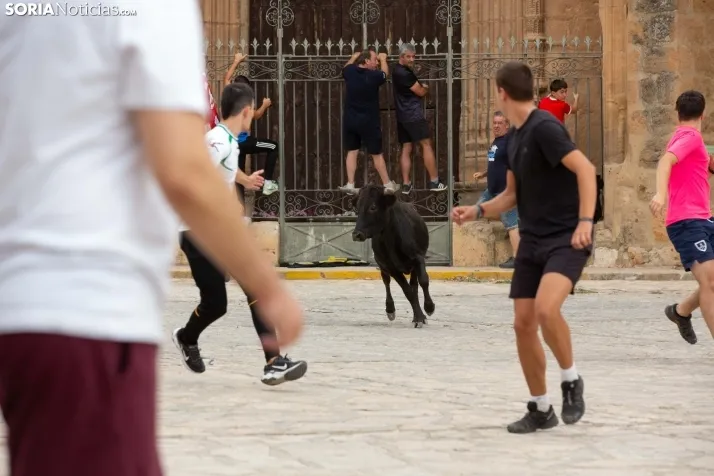 Encierro de reses bravas 2023 - Monteaguado