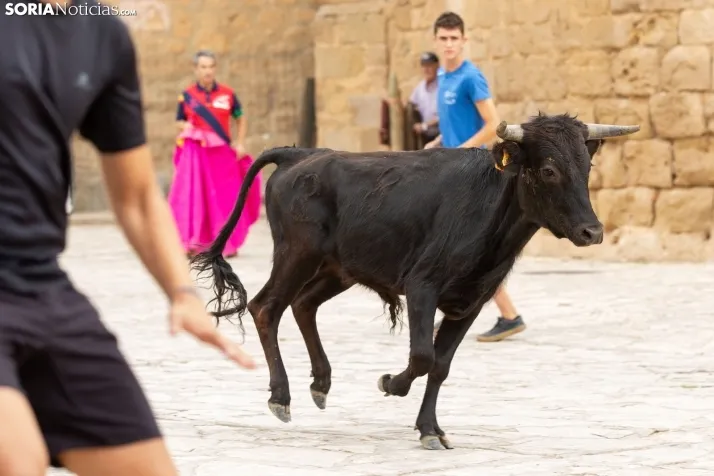 Encierro de reses bravas 2023 - Monteaguado