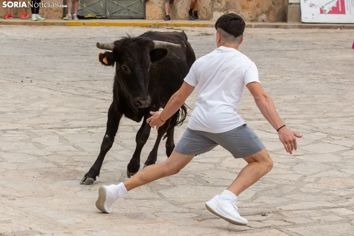 Encierro de reses bravas 2023 - Monteaguado