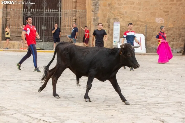 Encierro de reses bravas 2023 - Monteaguado