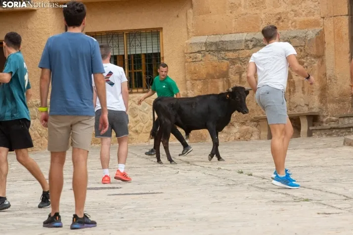 Encierro de reses bravas 2023 - Monteaguado