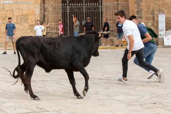 Encierro de reses bravas 2023 - Monteaguado