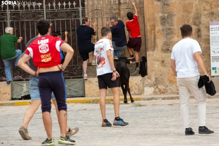 Encierro de reses bravas 2023 - Monteaguado