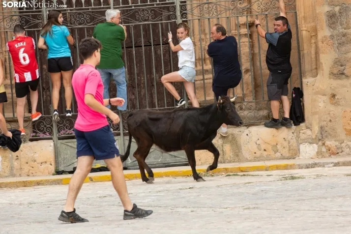 Encierro de reses bravas 2023 - Monteaguado