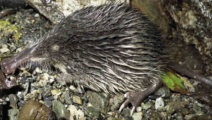 Castilla y León acometerá actuaciones de mejora del hábitat del desmán ibérico en Soria