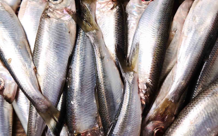 El Soria Salud llega a su número 50 con el refranero sobre conocidos alimentos  