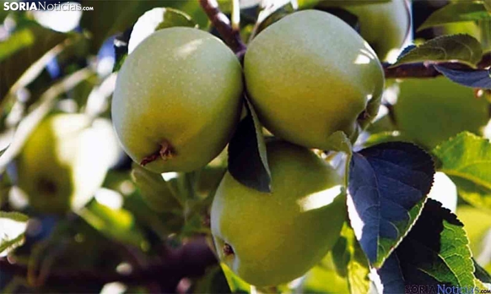 Castilla y León reserva 300.000&euro; para dotar a los frutales de protección contra heladas