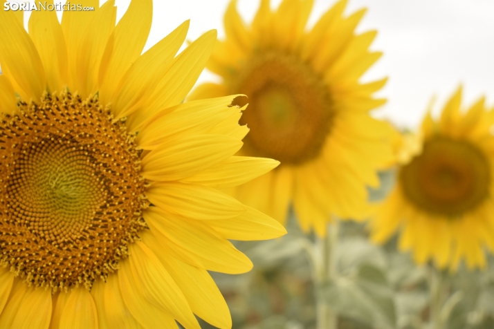 Lunes de verano en Soria