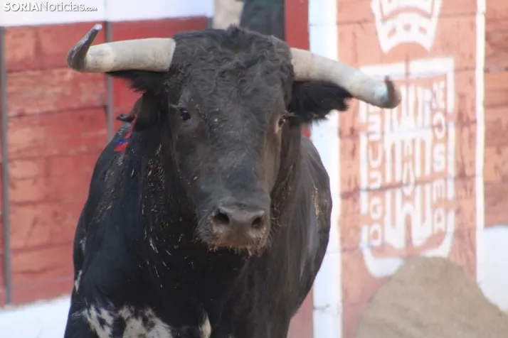Corrida del 16 de agosto en El Burgo.