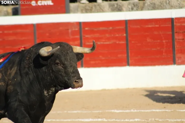 Corrida del 16 de agosto en El Burgo.