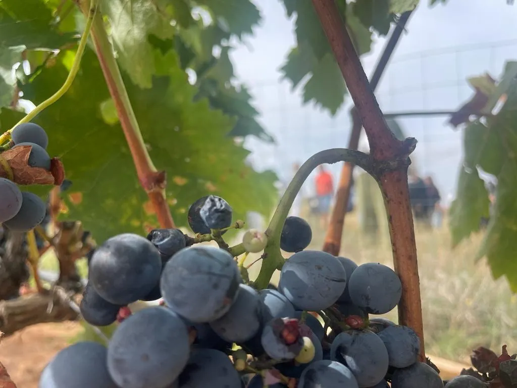 Foto 9 - Fotos: La tradici&oacute;n detr&aacute;s del vino
