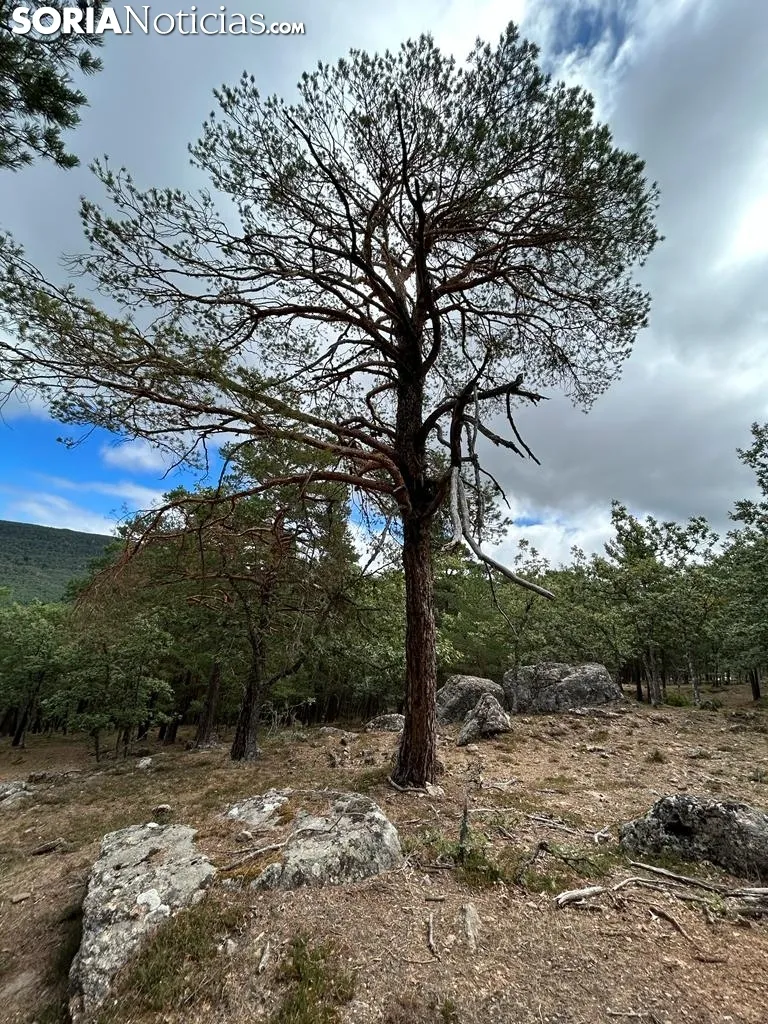 Foto 10 - Ruta: El Pico del &Aacute;guila y unas vistas de 360&deg;