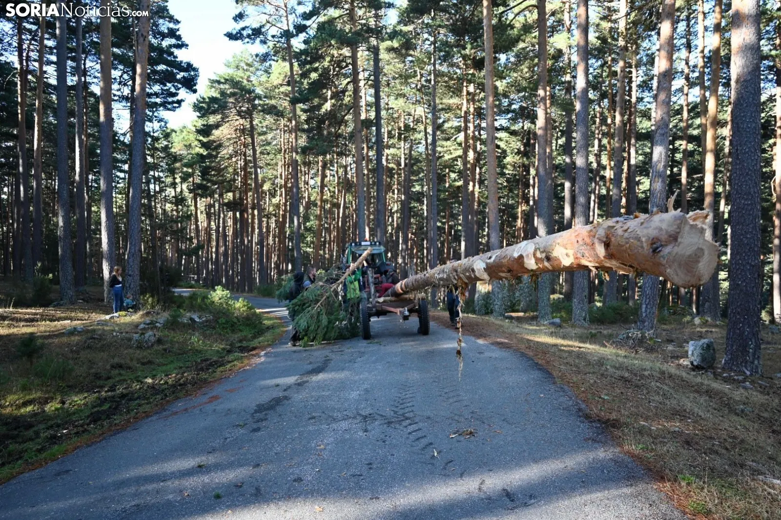 Corte del pino mayo en Duruelo de la Sierra.