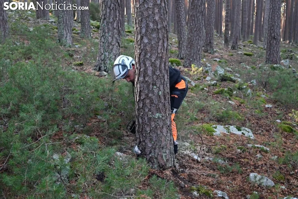 Corte del pino mayo en Duruelo de la Sierra.