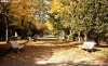 Una imagen de otoño en la Alameda de Cervantes en Soria. /SN