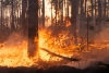 Foto 1 - Un incendio provocado por una colilla acaba con 0,3 hectáreas de chopo en Langa