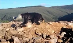 El animal, tras haber sido avistado antes de ser liberado. /Jta.