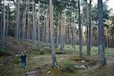 Corte del pino mayo en Duruelo de la Sierra.