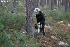 Corte del pino mayo en Duruelo de la Sierra.