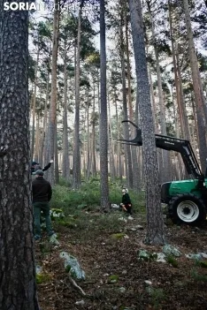 Corte del pino mayo en Duruelo de la Sierra.