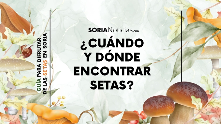 Las claves de la temporada de setas en Soria: Cuándo y dónde encontrar las variedades más cotizadas