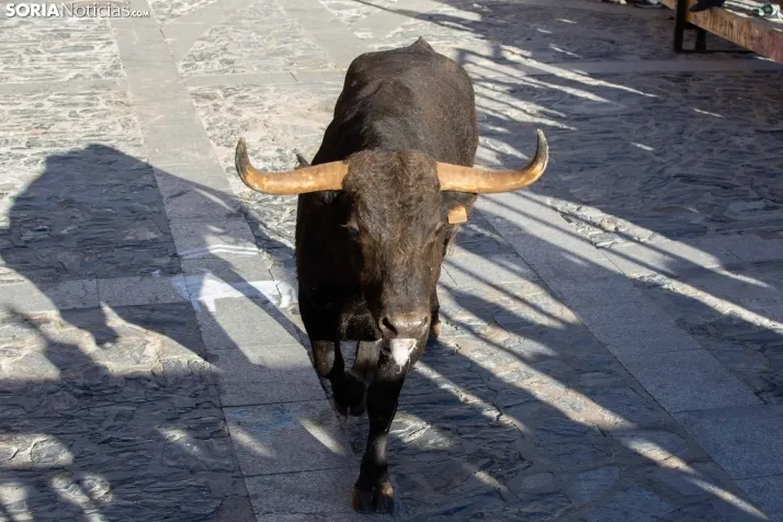Encierro Ágreda 2023