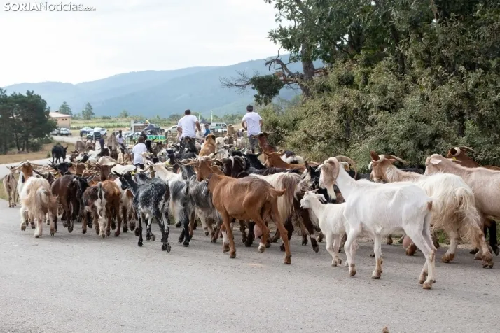 Feria Ganadera en Covaleda