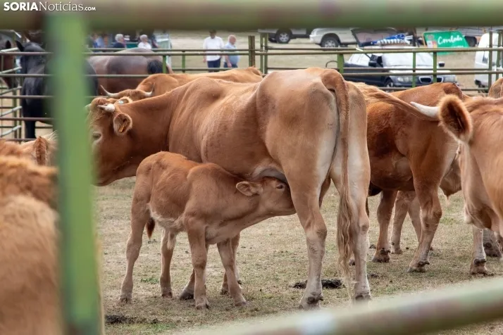 Feria Ganadera en Covaleda