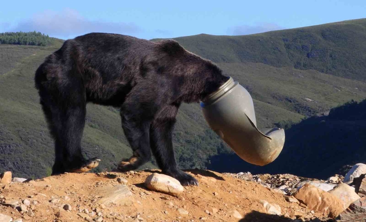 La Junta salva la vida de un oso pardo con la cabeza atrapada en un bidón