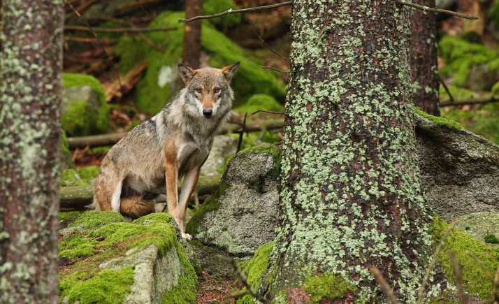 Castilla y León insta al Gobierno a derogar la orden ministerial sobre la gestión del lobo y seguir el criterio marcado por la CE