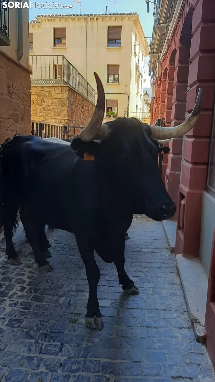 Una imagen de la jornada trashumante en Ágreda este sábado. /SN